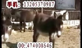 沈猛爆料老驴视频播放全集,老驴视频播放全集幕后真相大曝光